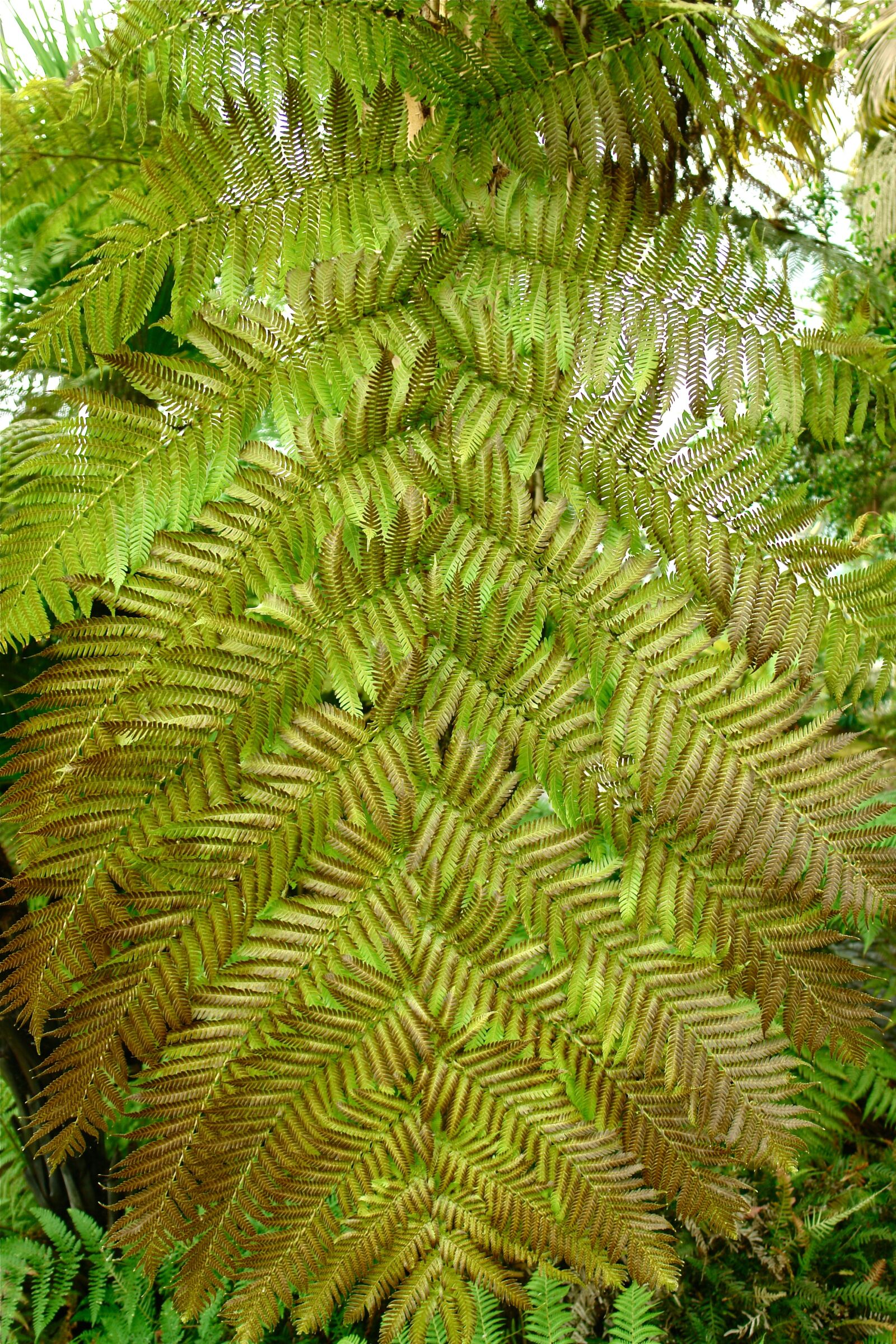 Sony DSC-R1 sample photo. Fern, nature, green photography