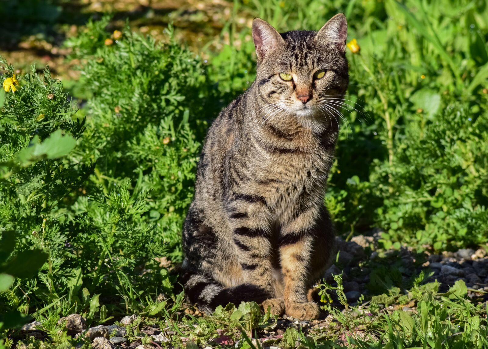 Nikon D3300 sample photo. Cat, stray, outdoor photography