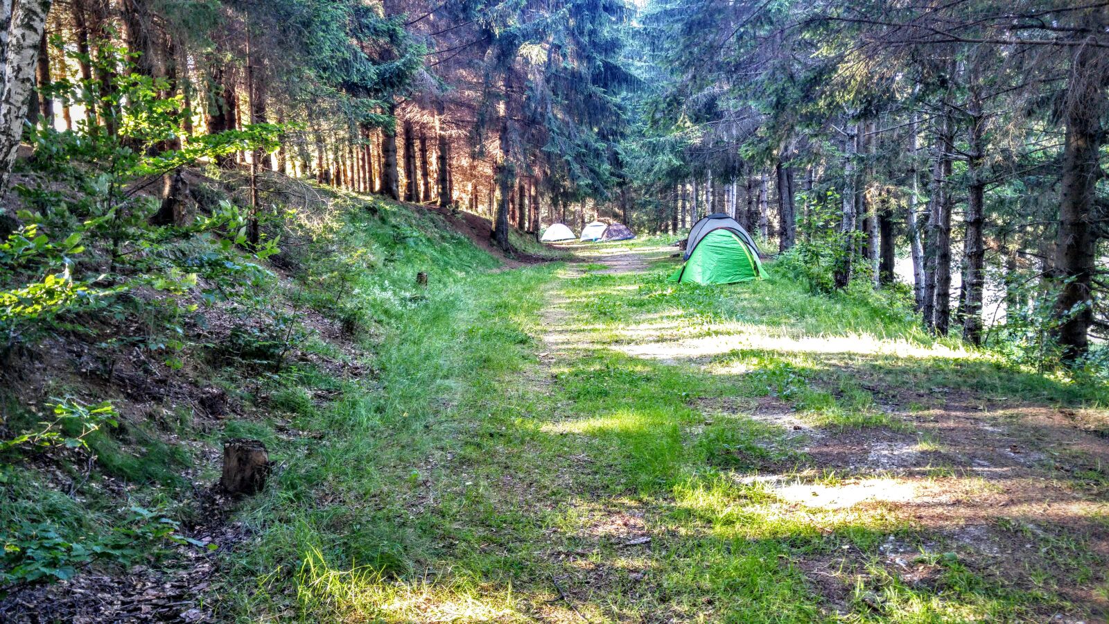 LG G4 sample photo. Camping, forest photography