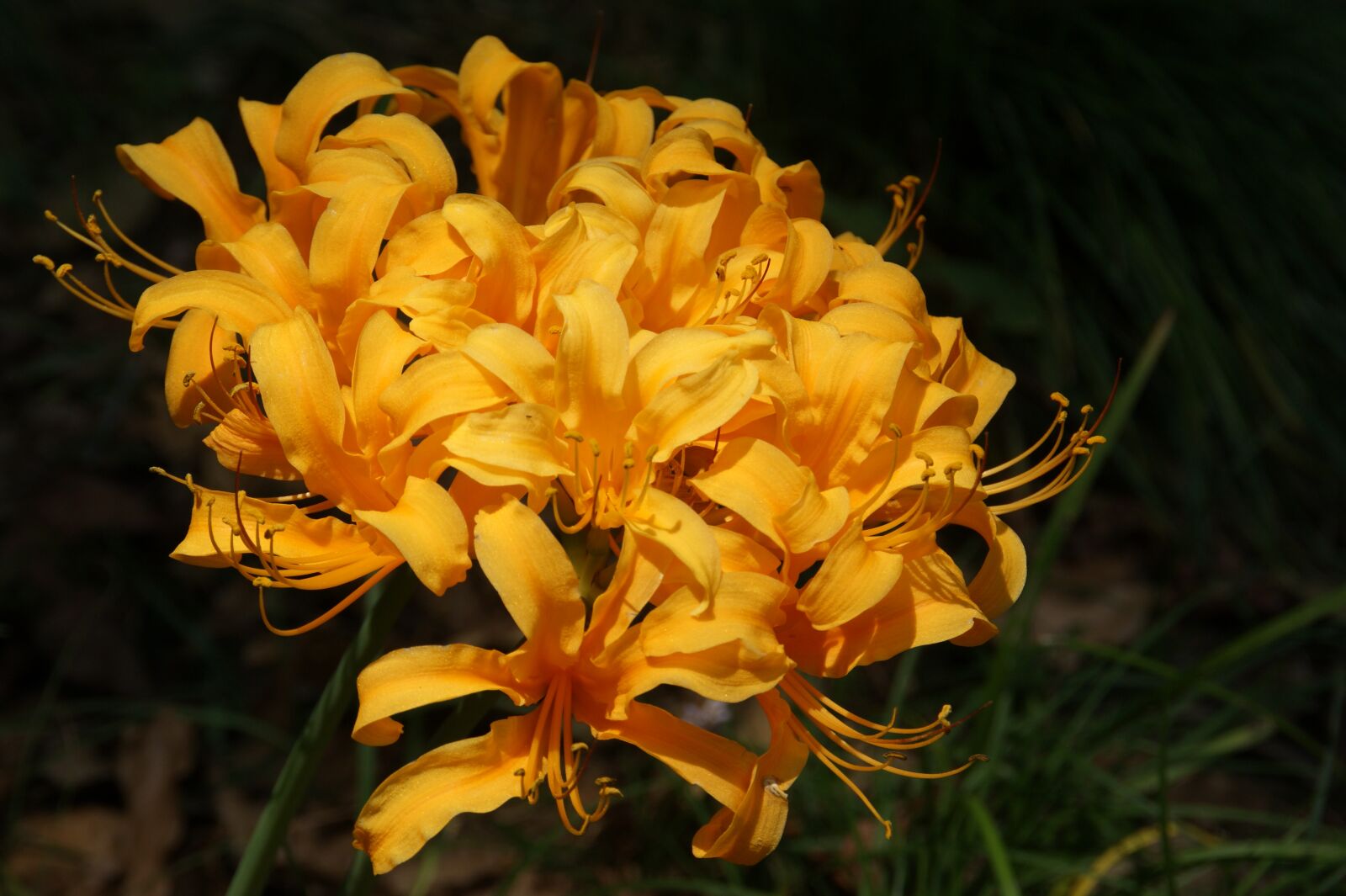 Sony Alpha DSLR-A290 sample photo. Orange, flower, lilly photography