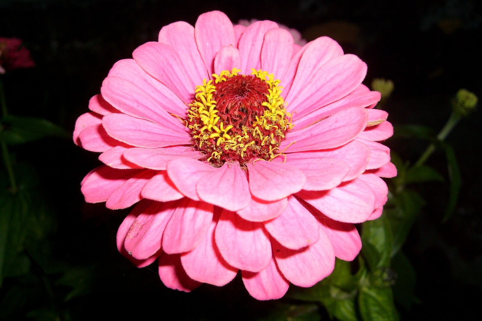Samsung KENOX S730  / Samsung S730 sample photo. Flower, pink, nature photography