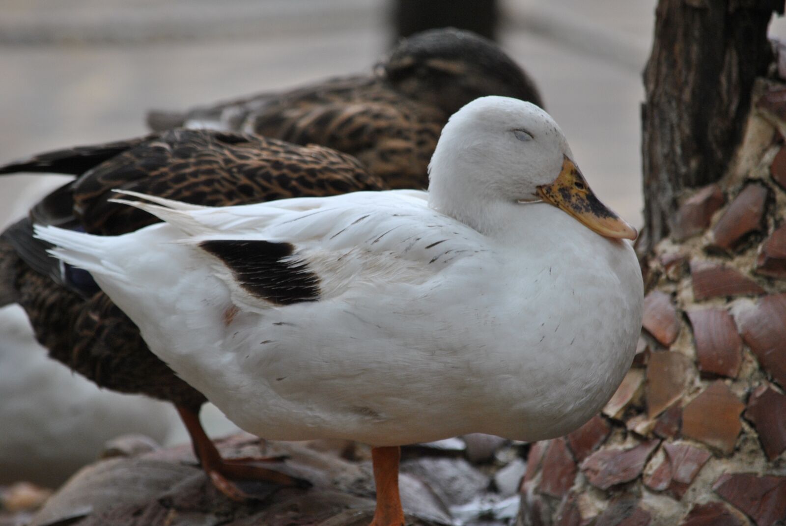 Nikon D3000 sample photo. Duck, ducks, volatile photography