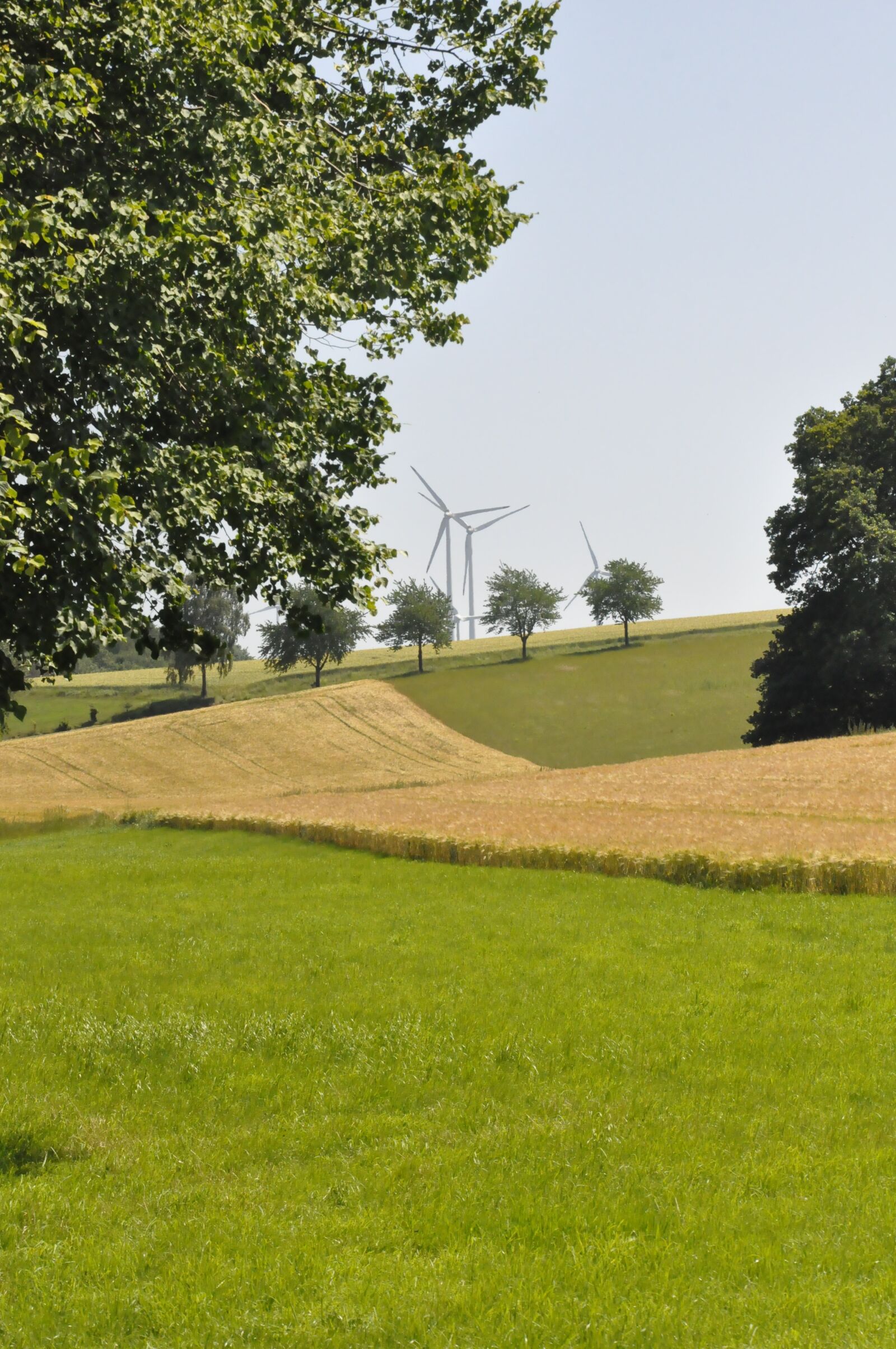 Nikon D90 sample photo. Nature, sommer, summer photography