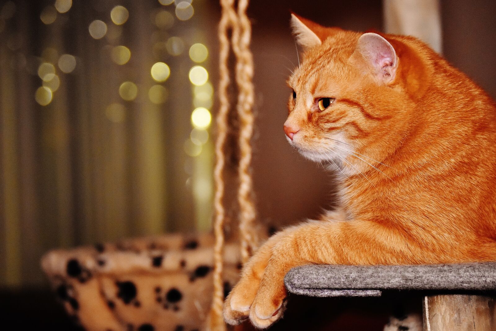 Nikon D7200 sample photo. Cat, red, funny photography