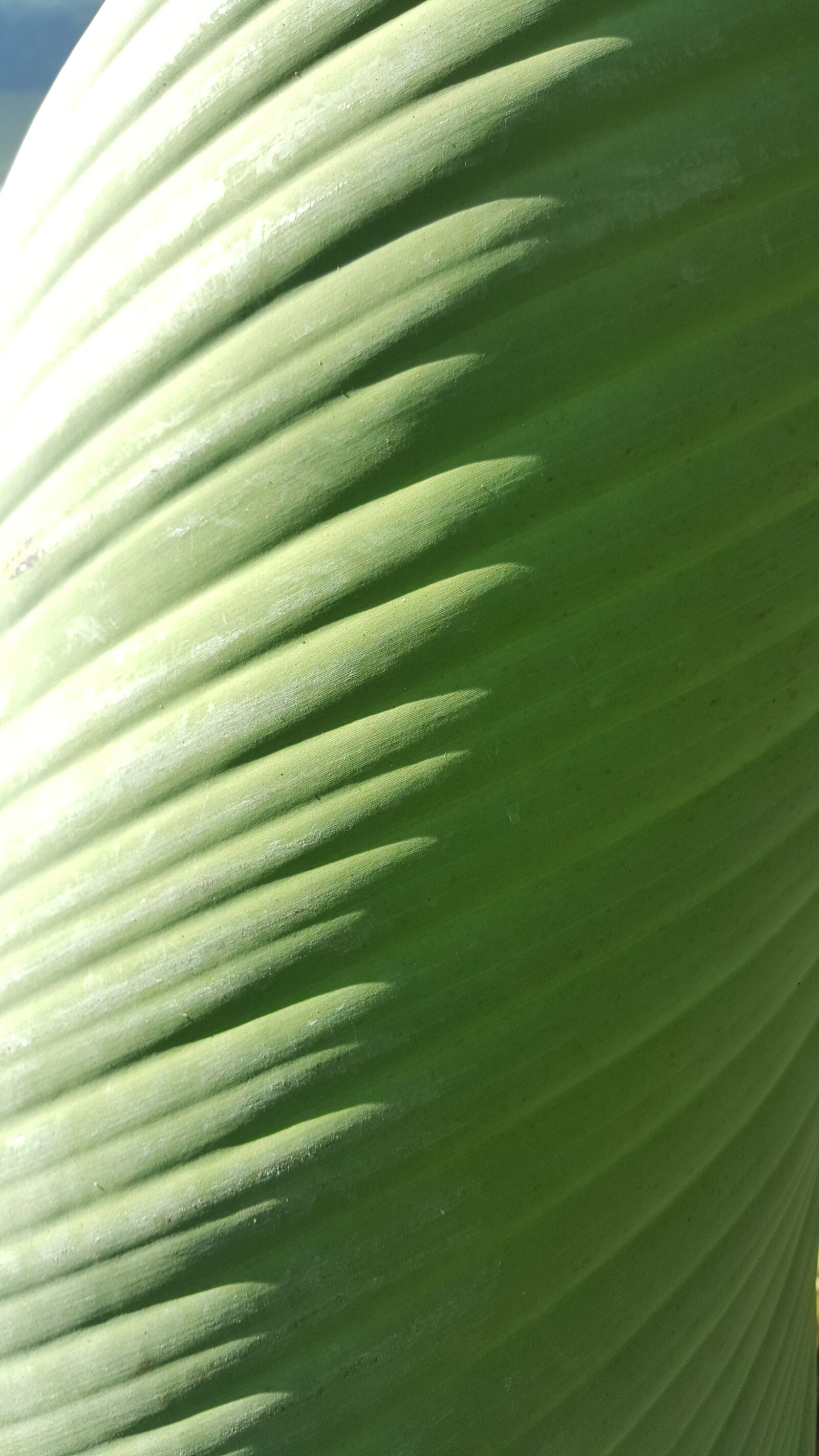 Samsung GALAXY S6 edge sample photo. Macro, leaf, garden photography