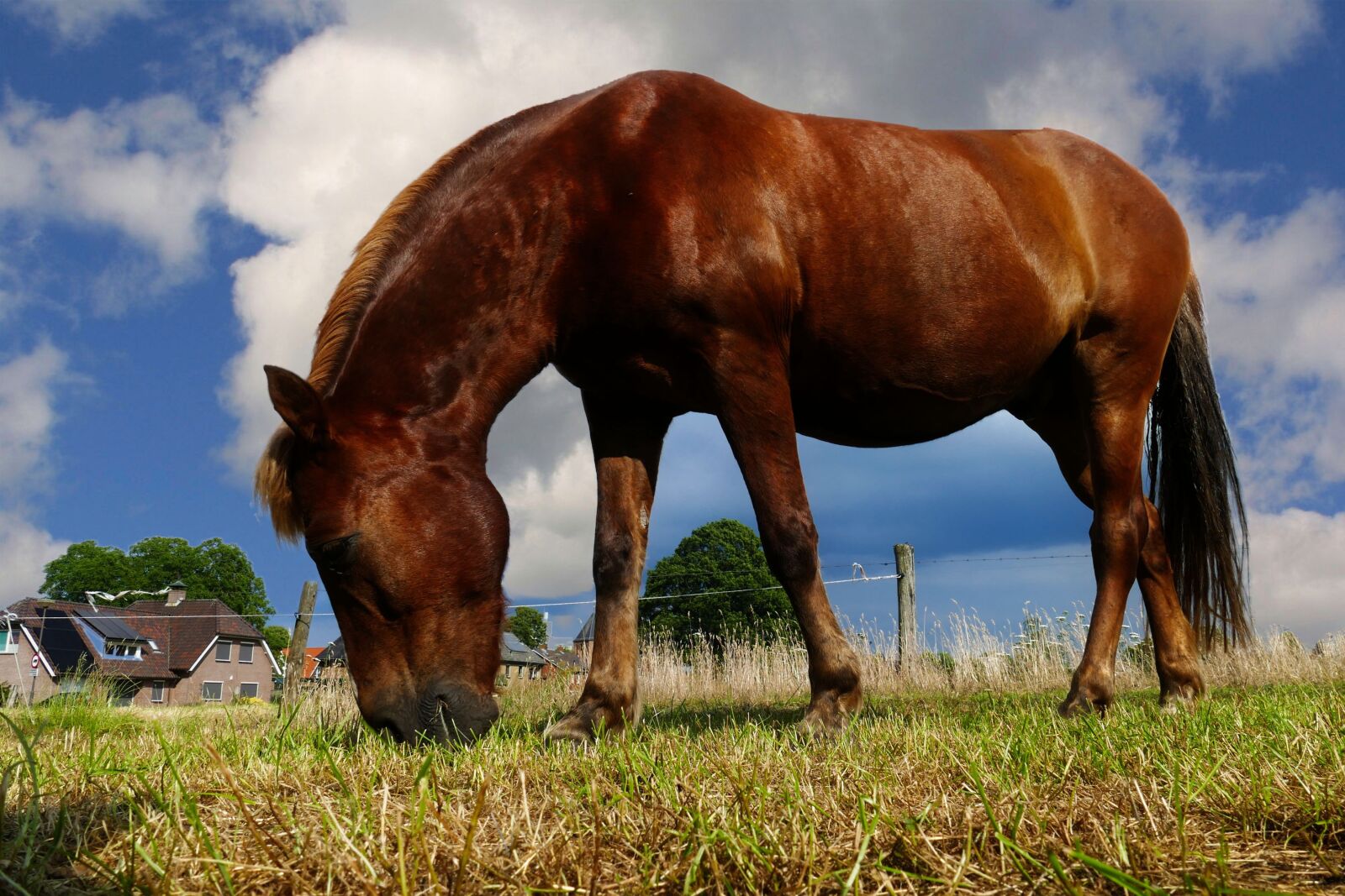 Panasonic Lumix DMC-FZ1000 sample photo. Pony, horse, pasture photography