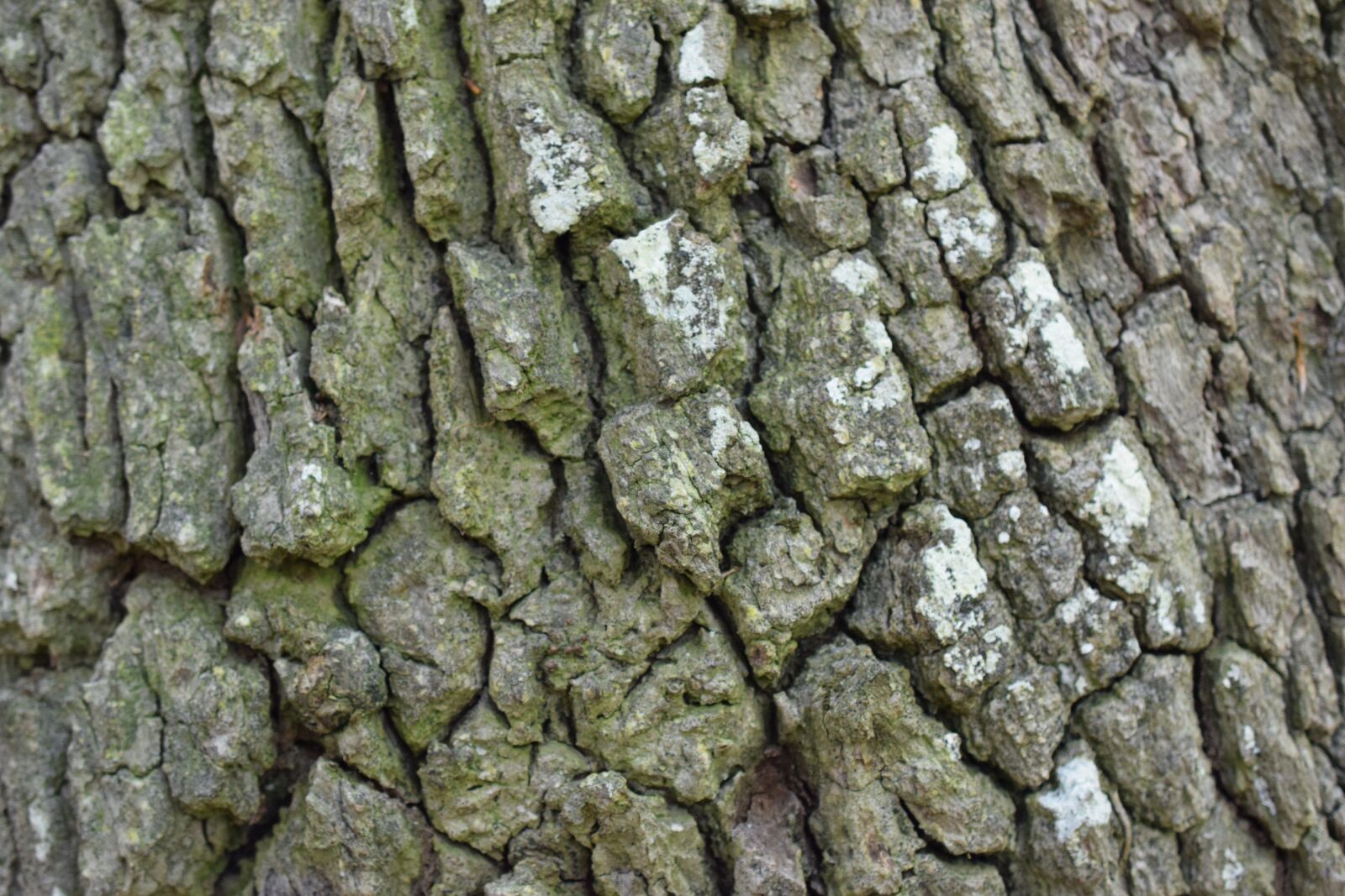 Nikon D5300 sample photo. Bark, wood, nature photography