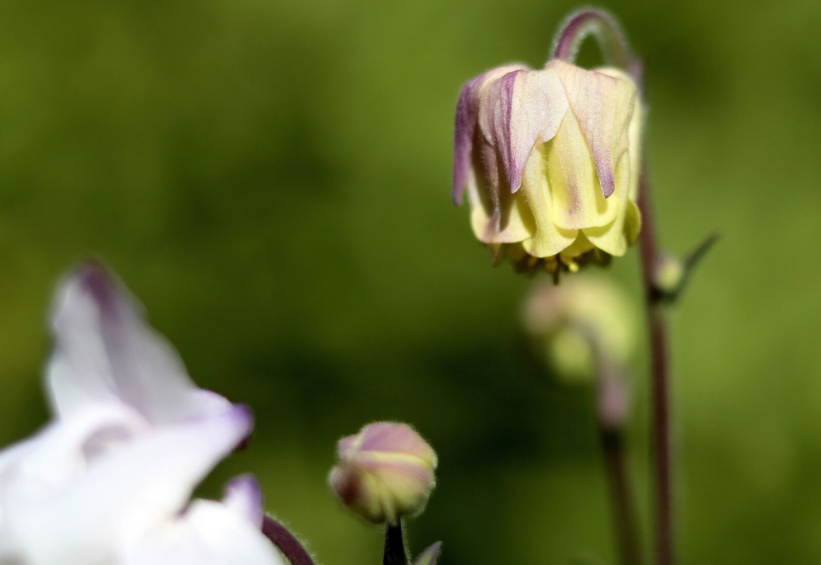 Canon EOS 750D (EOS Rebel T6i / EOS Kiss X8i) sample photo. Macro, flower, garden photography