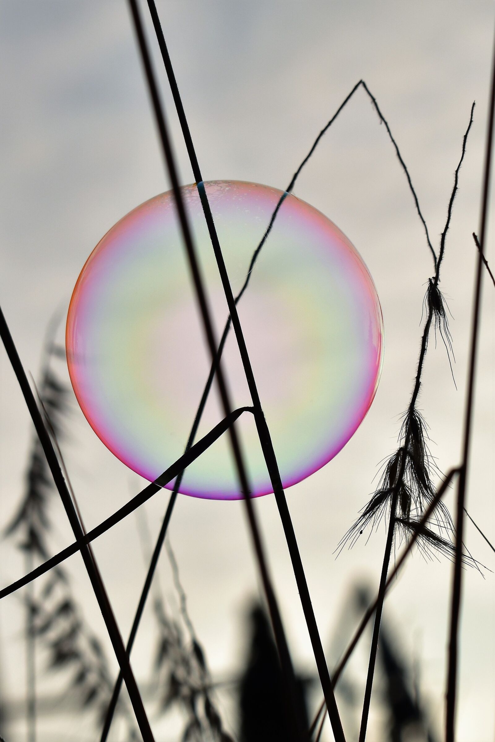Nikon D5500 sample photo. Soap bubble, backlighting, mood photography