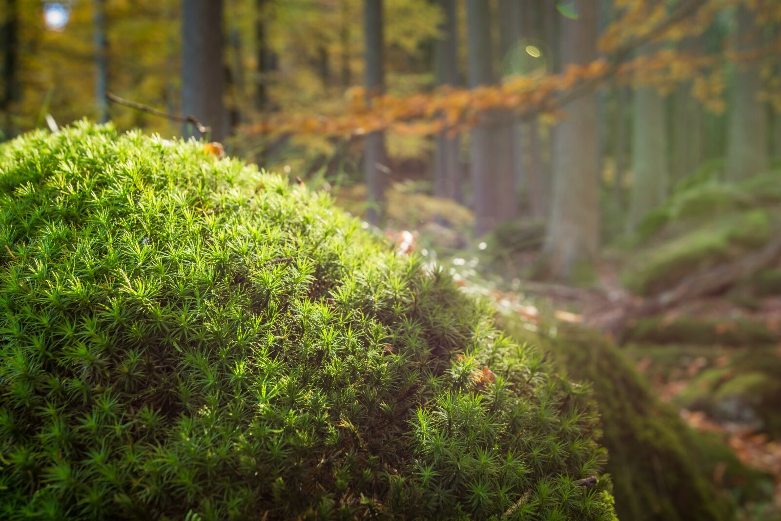 Tokina AT-X 16-28mm F2.8 Pro FX sample photo. Forest, moss, nature photography