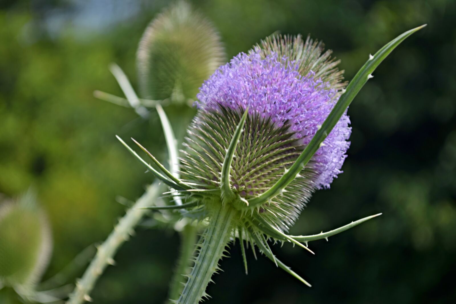 Nikon D5300 sample photo. Thistle, flower, meadow photography