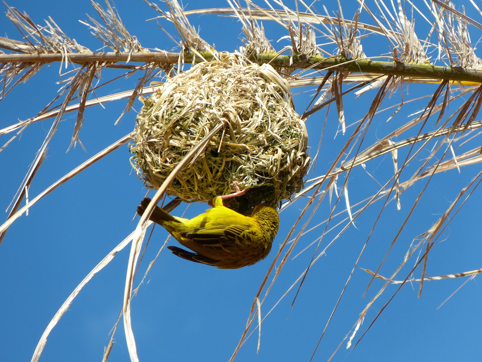 Panasonic Lumix DMC-FZ150 sample photo. Yellow weaver bird, nest photography