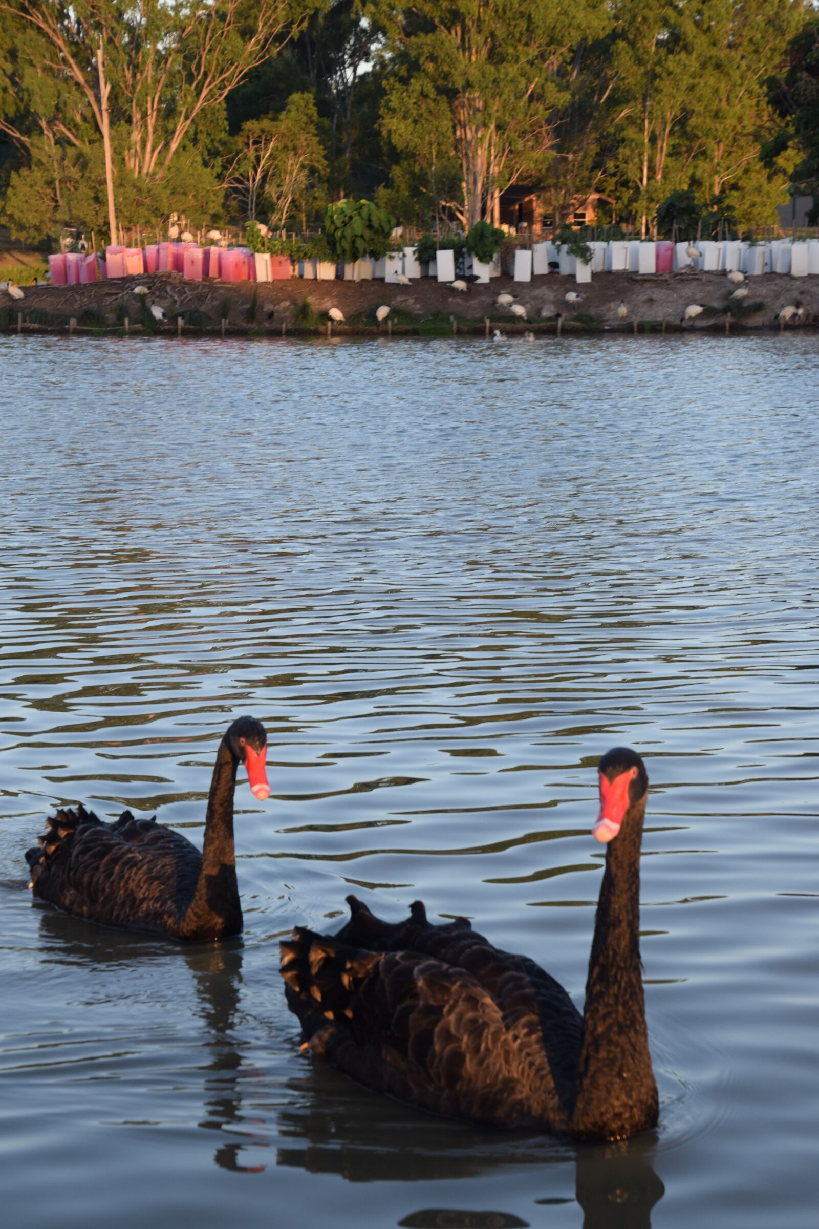 Nikon D5300 sample photo. Black swan, lake, queensland photography