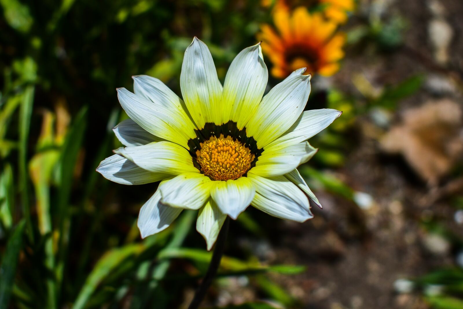 Nikon D3400 sample photo. Nature, plant, flower photography
