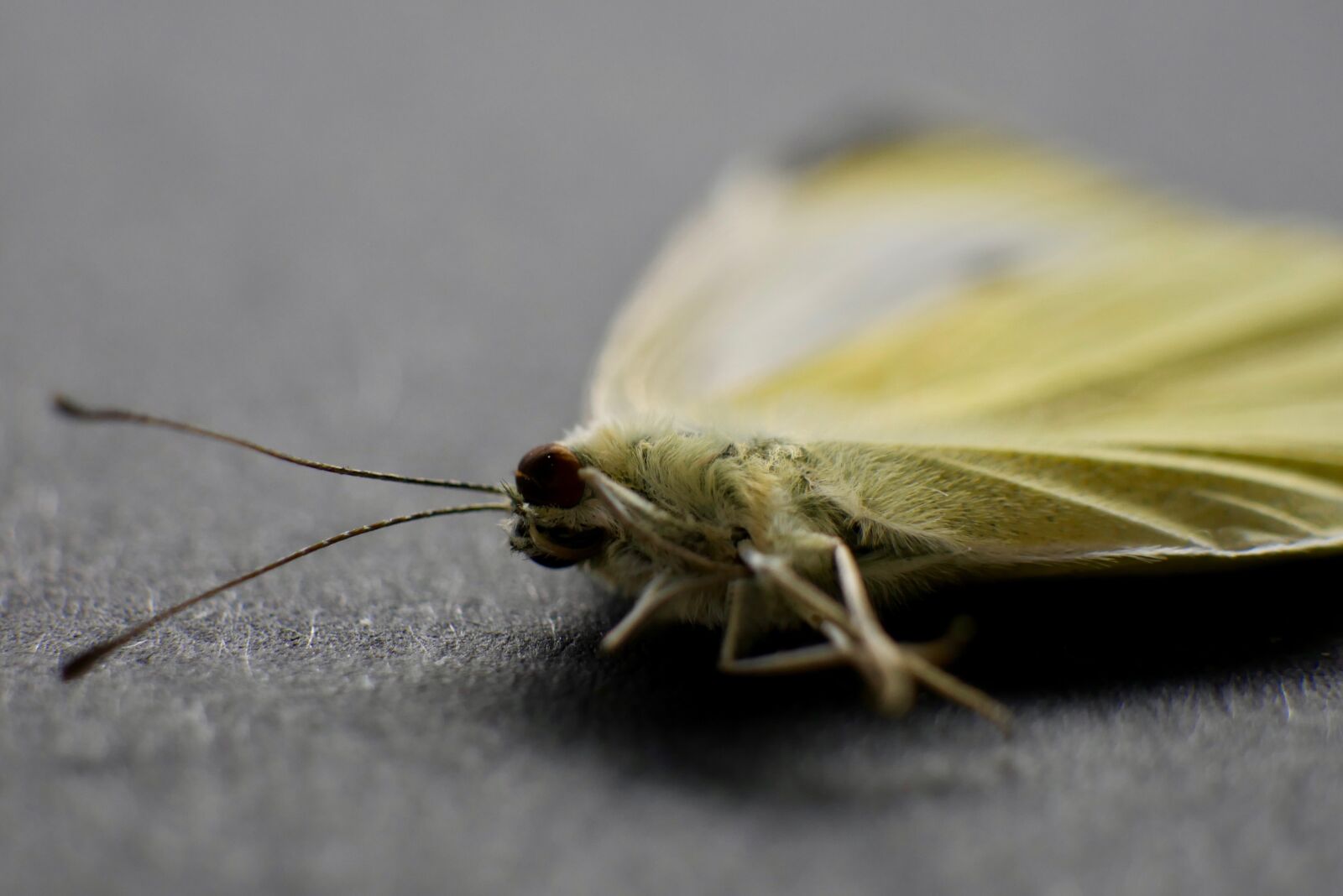 Panasonic DMC-G70 sample photo. Moth, close up, macro photography