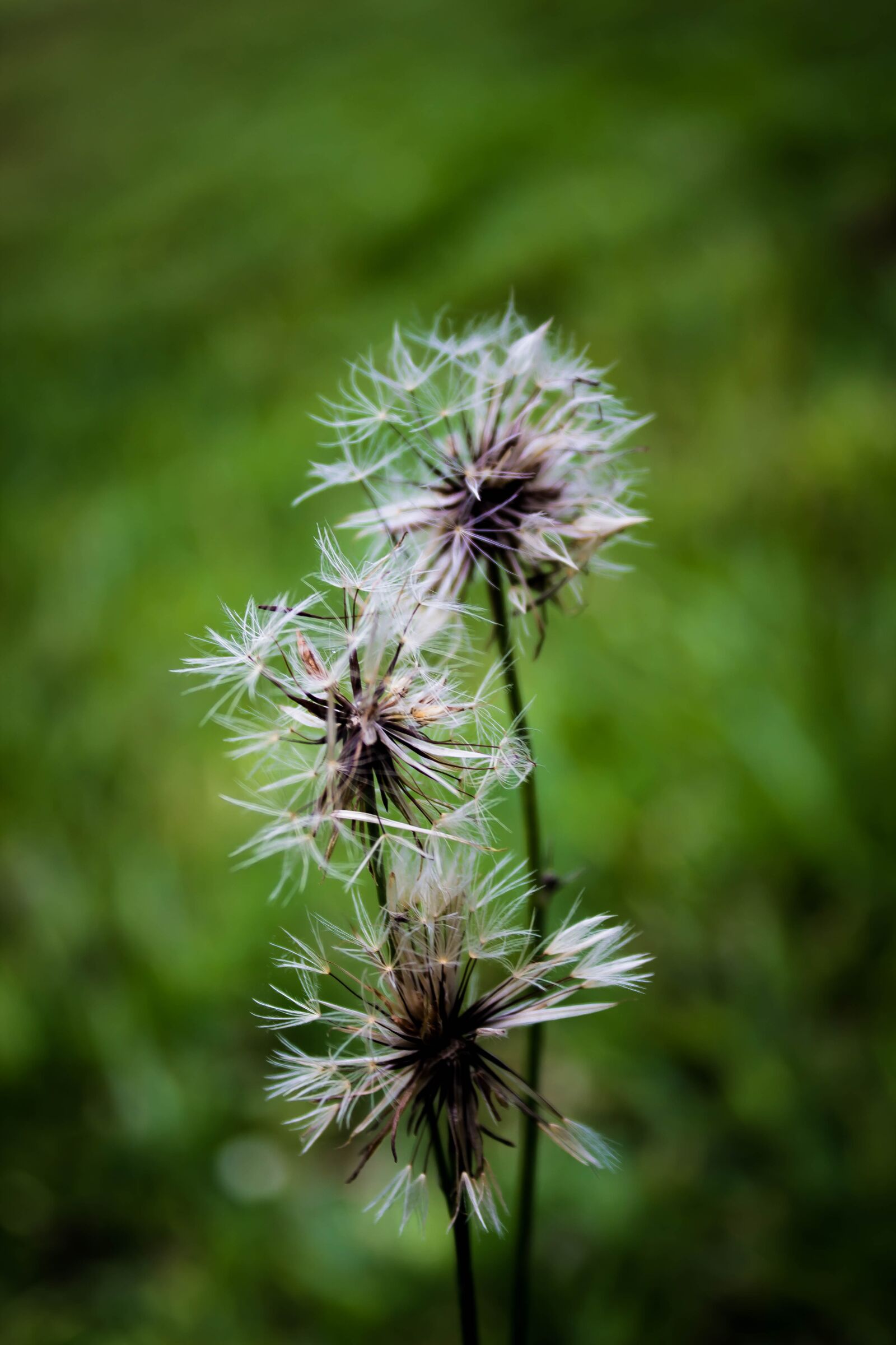 Canon EOS 600D (Rebel EOS T3i / EOS Kiss X5) sample photo. Flower, nature, flowers photography
