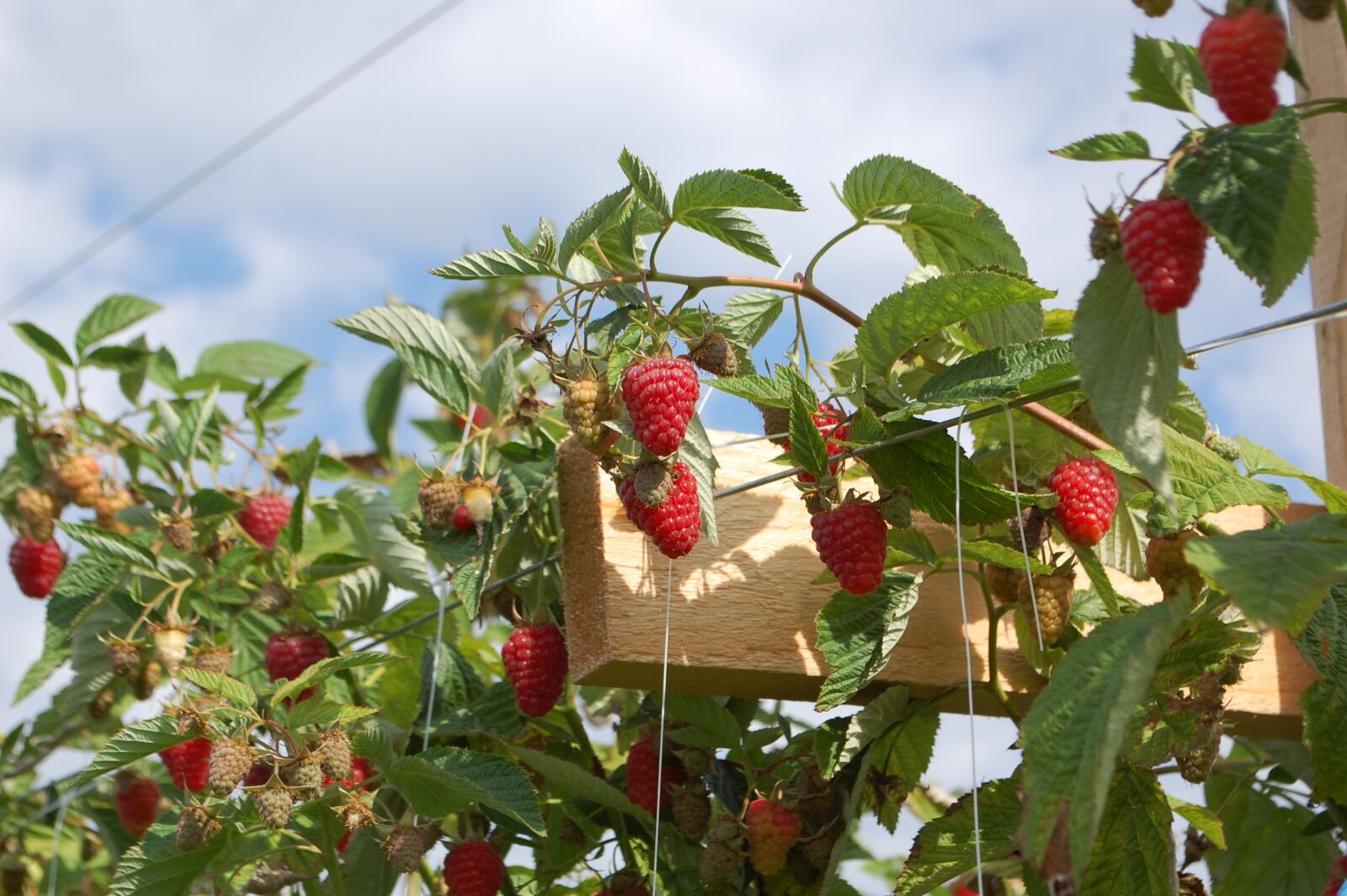 Nikon D40 sample photo. Raspberries, fruit, food photography