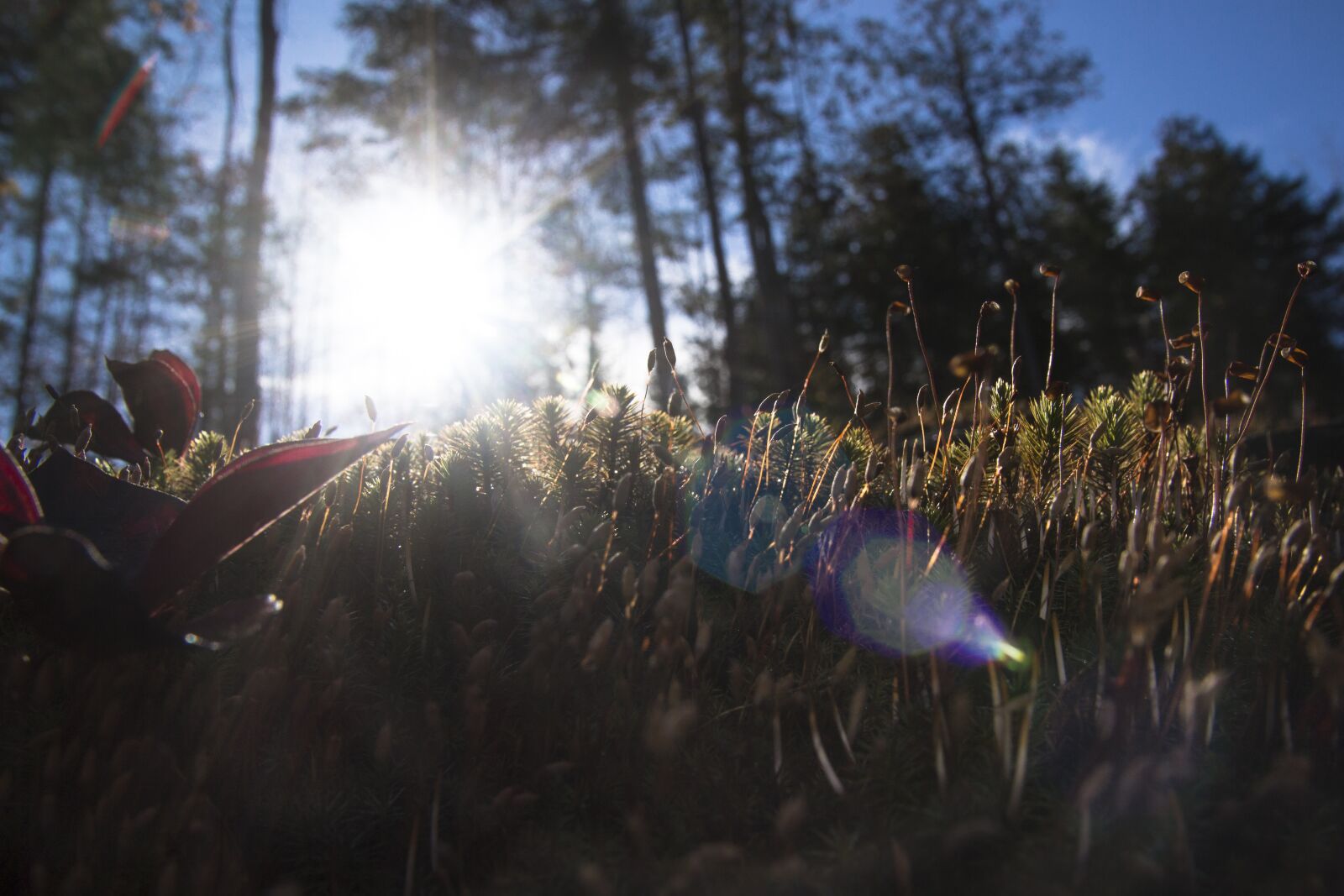 Canon EOS 700D (EOS Rebel T5i / EOS Kiss X7i) sample photo. Sun, forest, wood photography