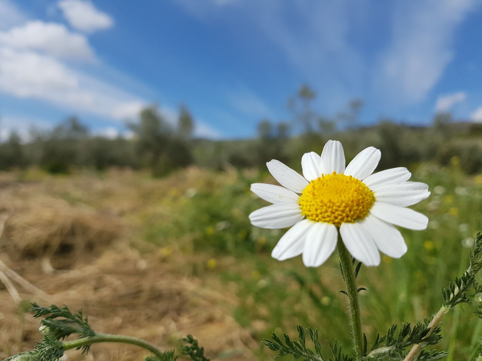 Samsung Galaxy S7 Edge sample photo. Daisy, flower, sky photography