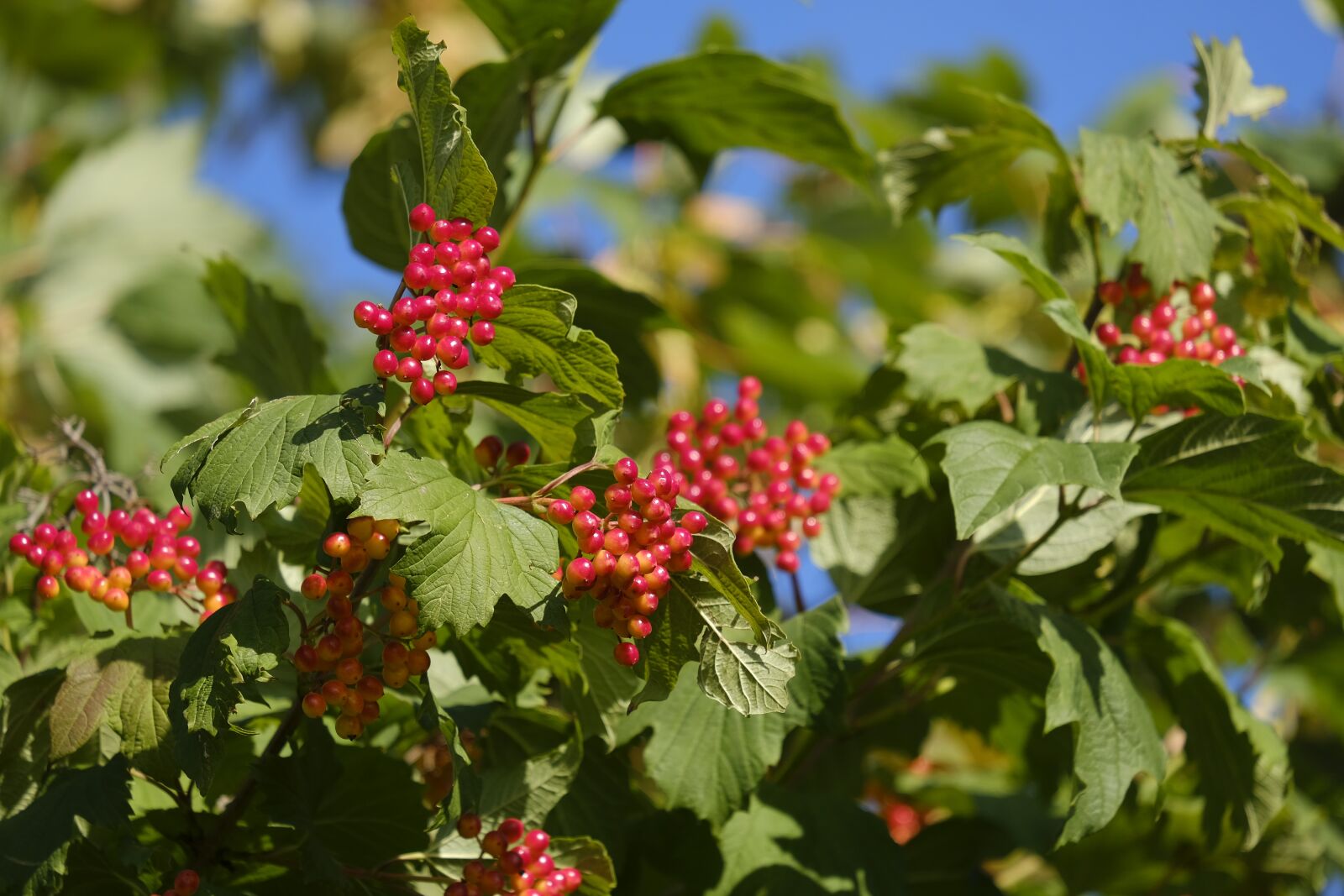Fujifilm X-T2 + Fujifilm XF 55-200mm F3.5-4.8 R LM OIS sample photo. Berries, berry tree, fruits photography