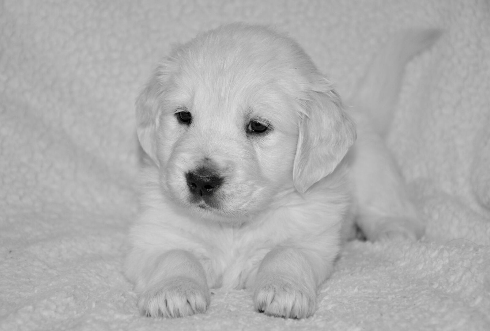 Nikon D5200 sample photo. Puppy dog, bitch golden photography