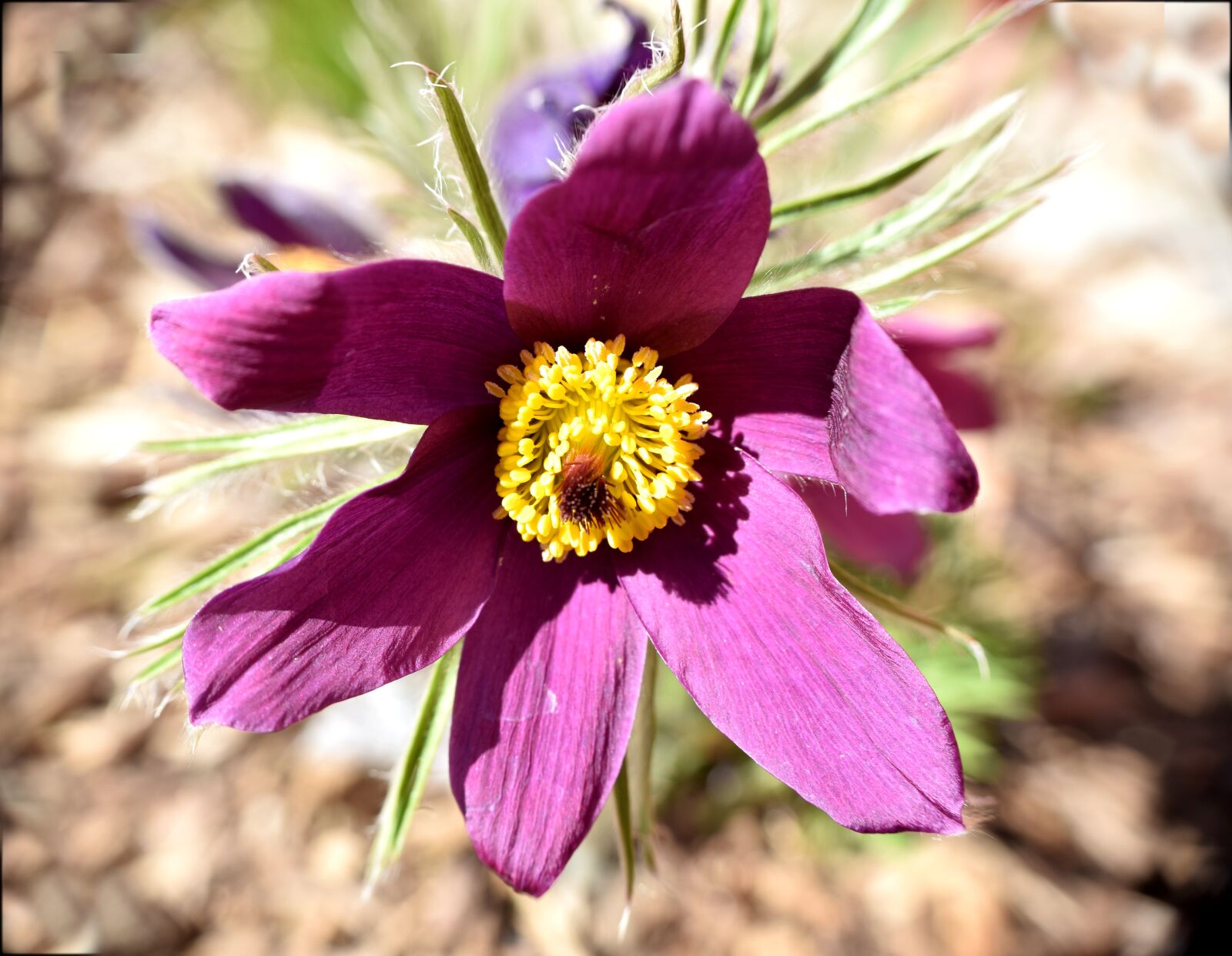 Nikon D5300 sample photo. Pasqueflower, flower, plant photography