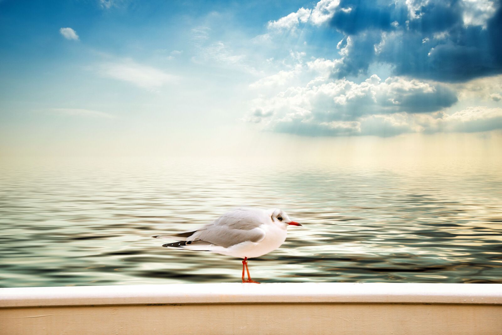 Nikon D3300 sample photo. Seagull, clouds, sea photography