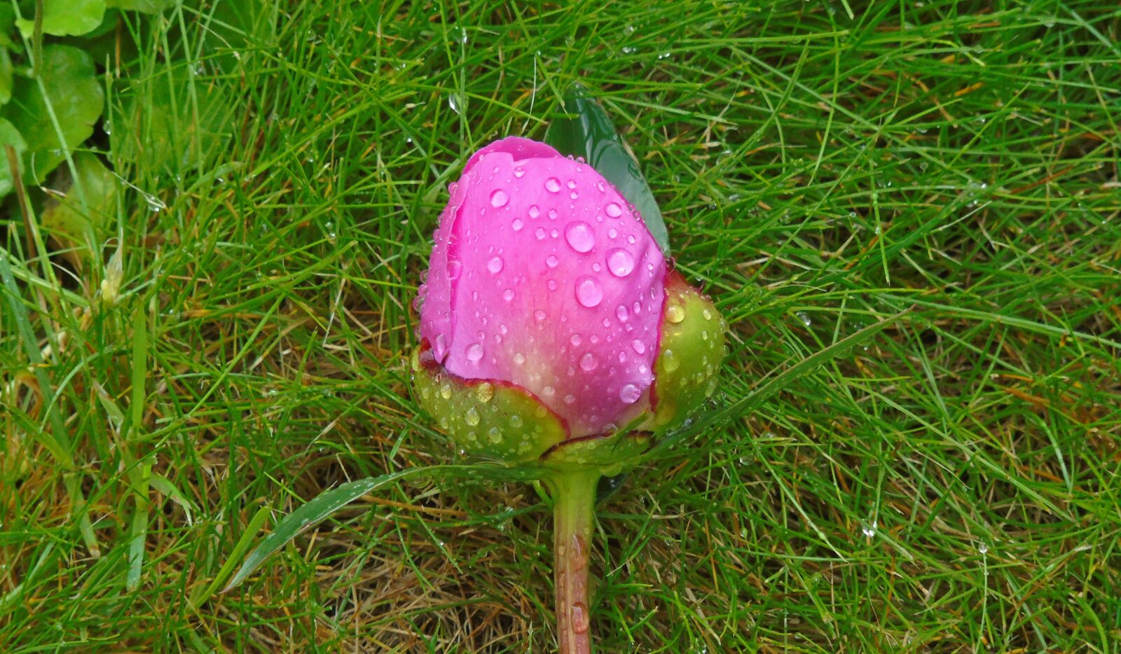 Sony Cyber-shot DSC-H400 sample photo. Bud, peony, flower nature photography