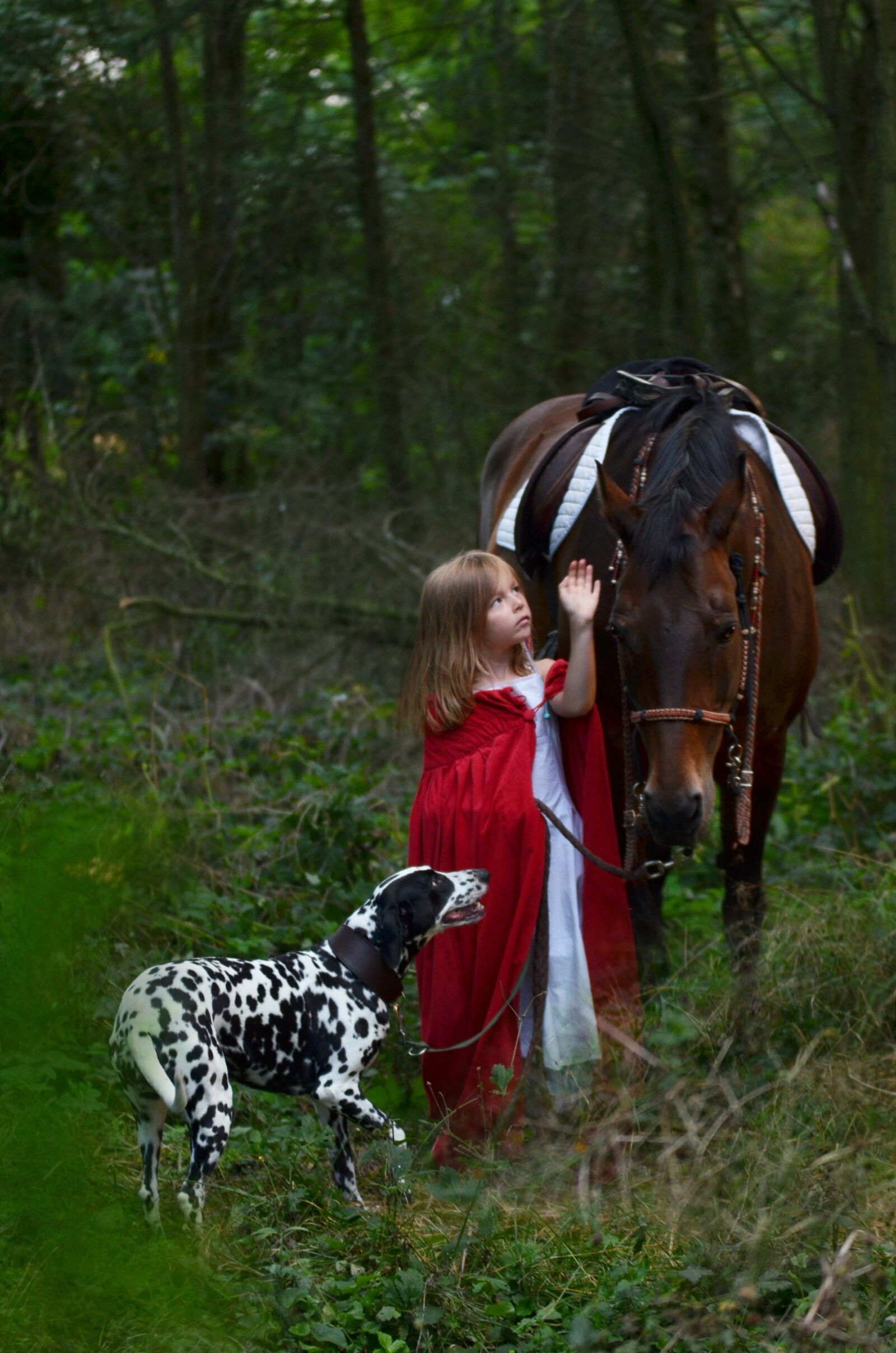 Nikon D5100 sample photo. Forest, woods, wood photography