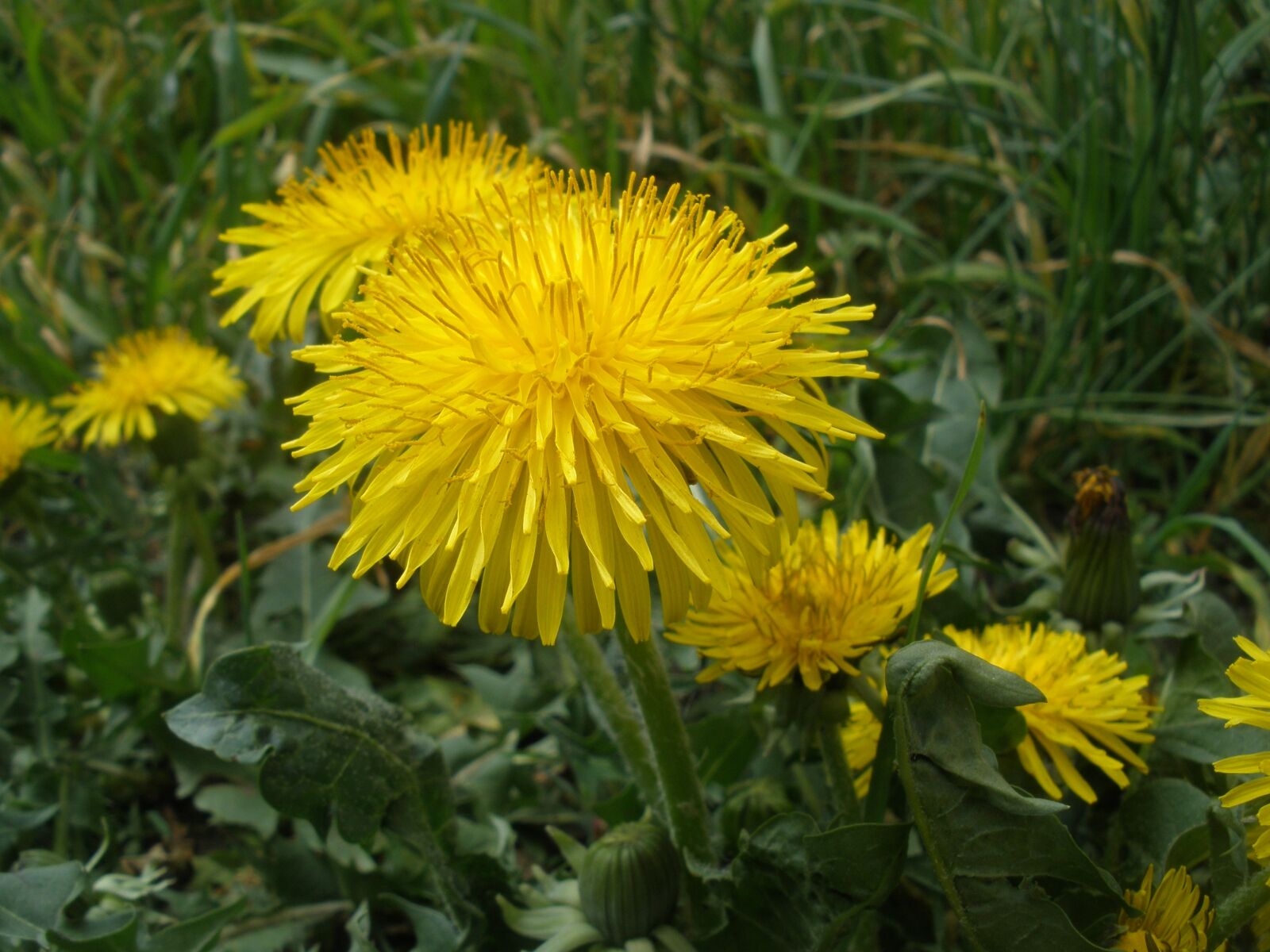 Olympus FE340,X855,C560 sample photo. Flower, nature, flora photography