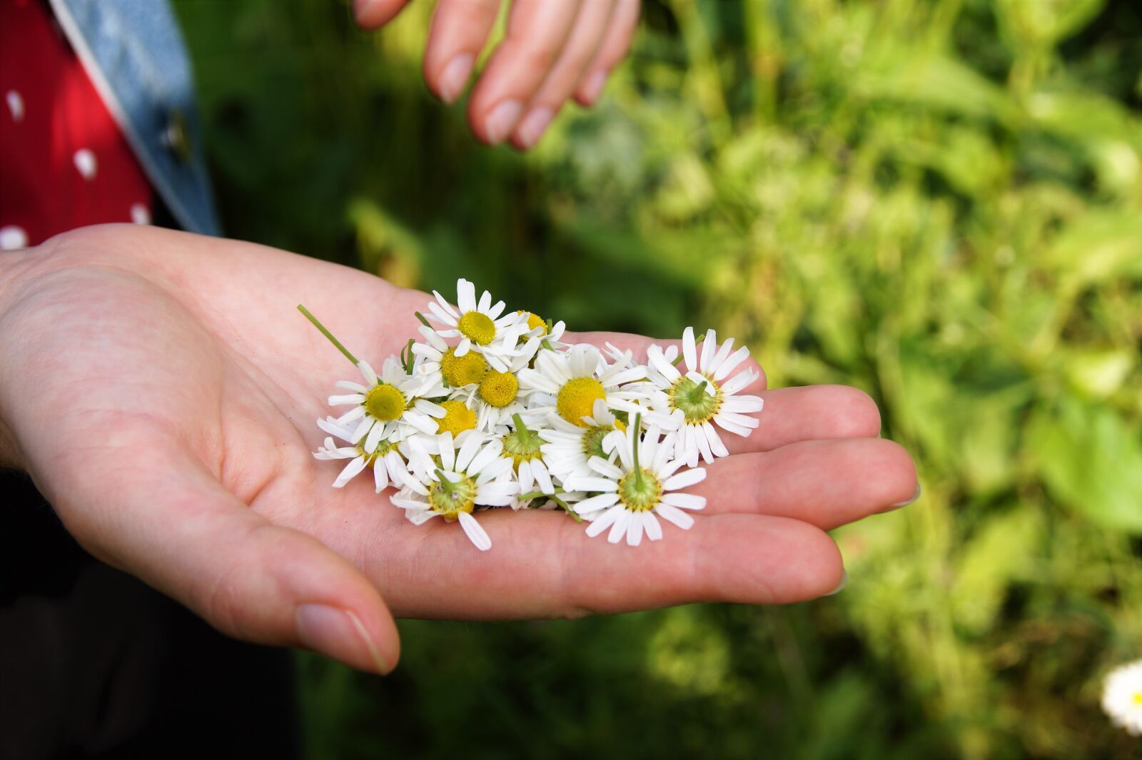 Sony SLT-A58 sample photo. Chamomile, genuine, medicinal herb photography