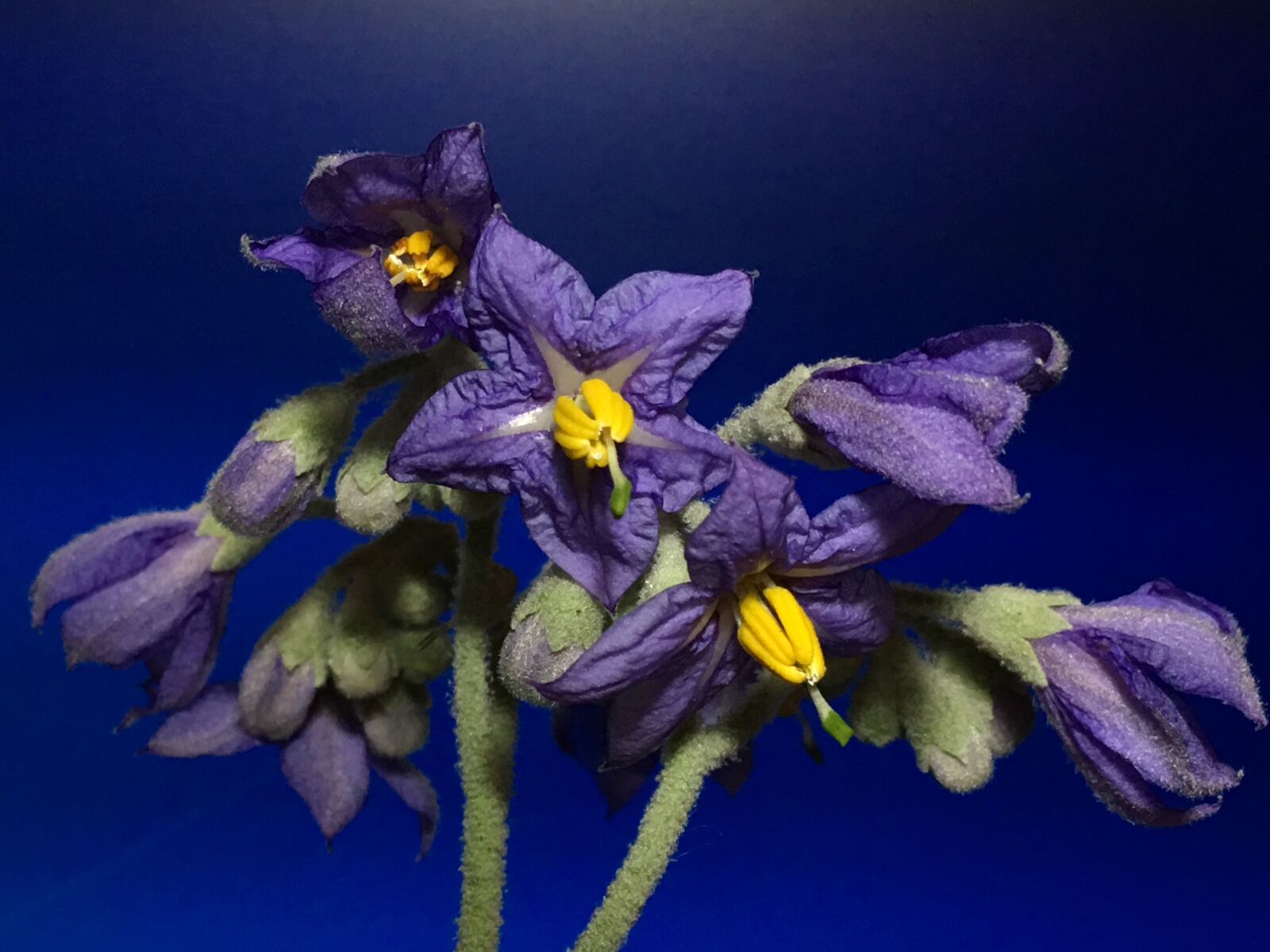 Apple iPhone 6s Plus sample photo. Blue flower, pistils, flower photography