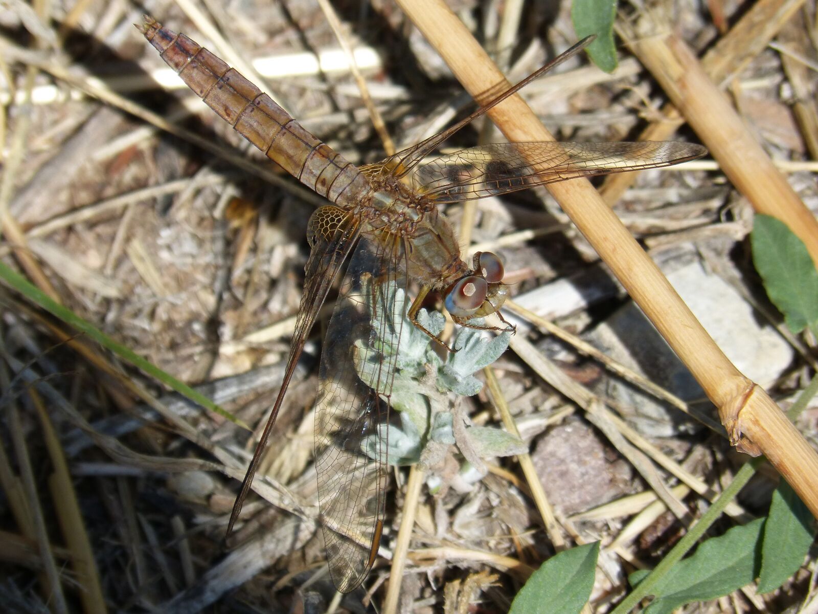 Panasonic DMC-FZ62 sample photo. Black dragonfly, dragonfly, detail photography