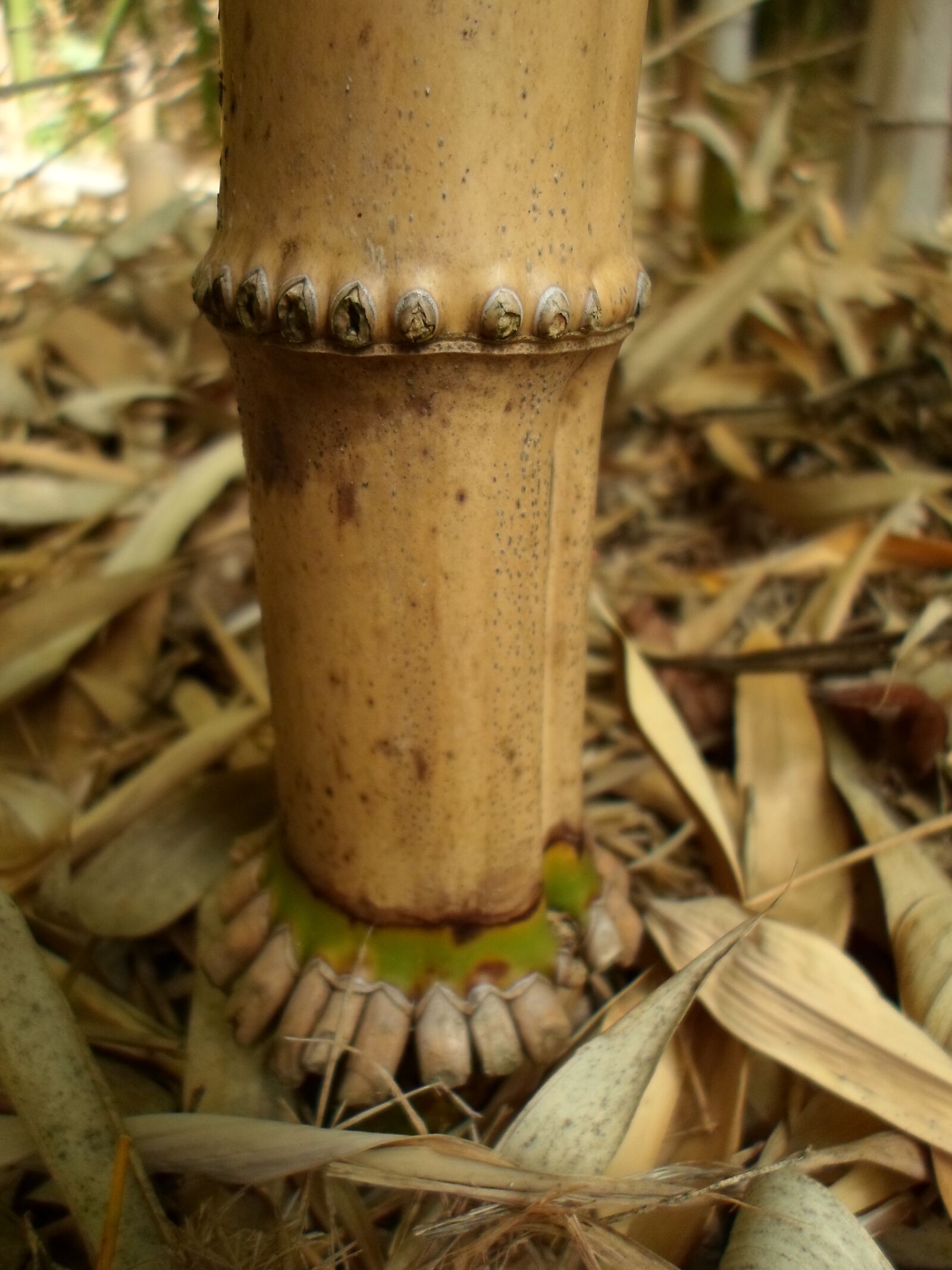 Samsung ST66 / ST68 sample photo. Bamboo, stack, wood, stack photography