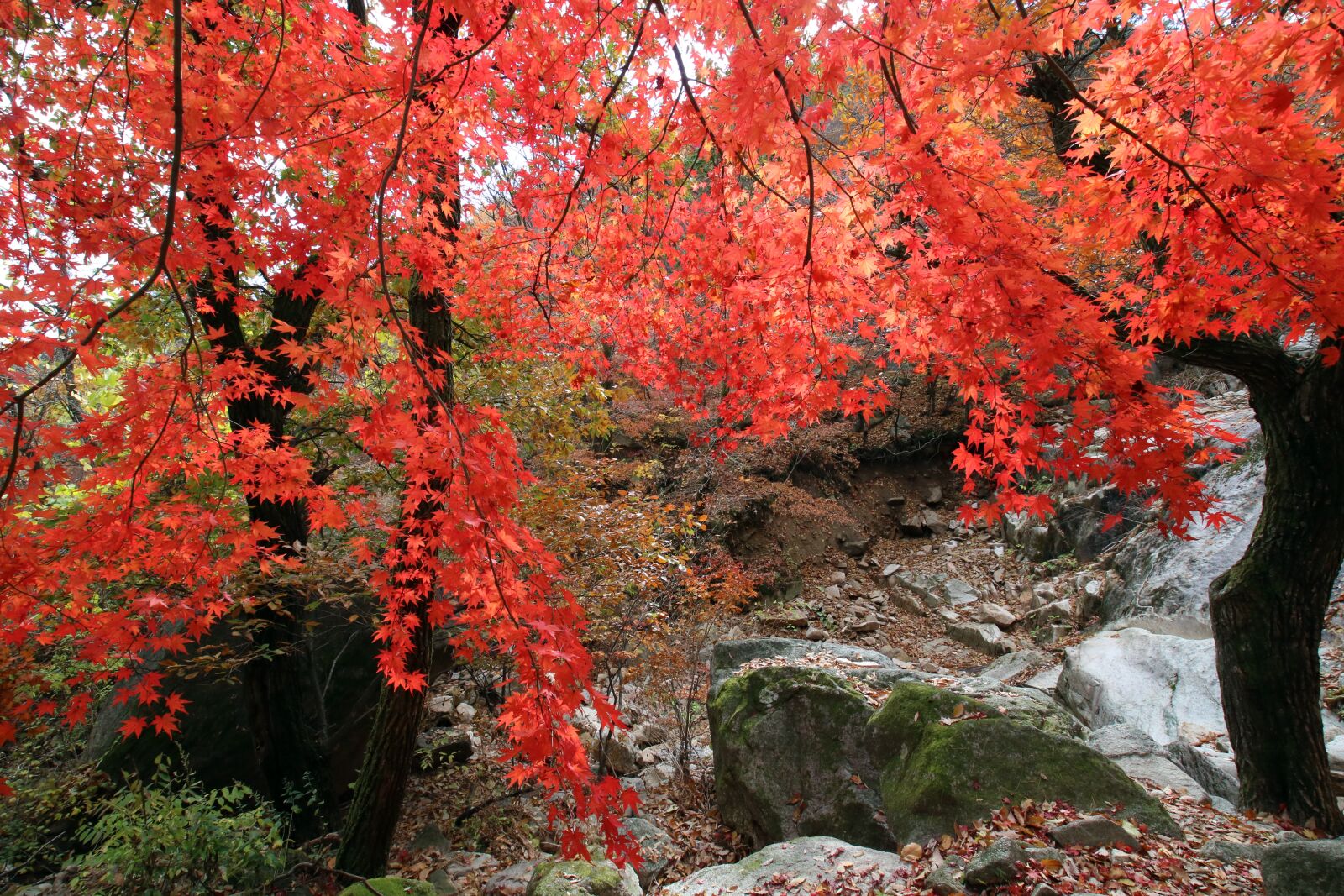 Canon EOS 750D (EOS Rebel T6i / EOS Kiss X8i) sample photo. Autumn leaves, maple, the photography
