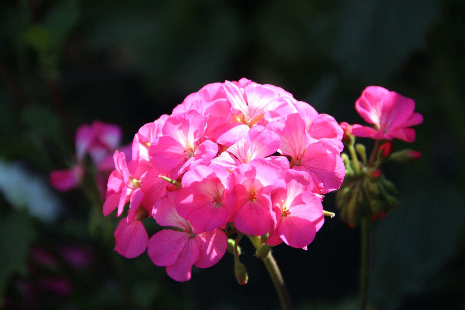 Canon EF-S 18-135mm F3.5-5.6 IS sample photo. Geranium, flower, handsomely photography