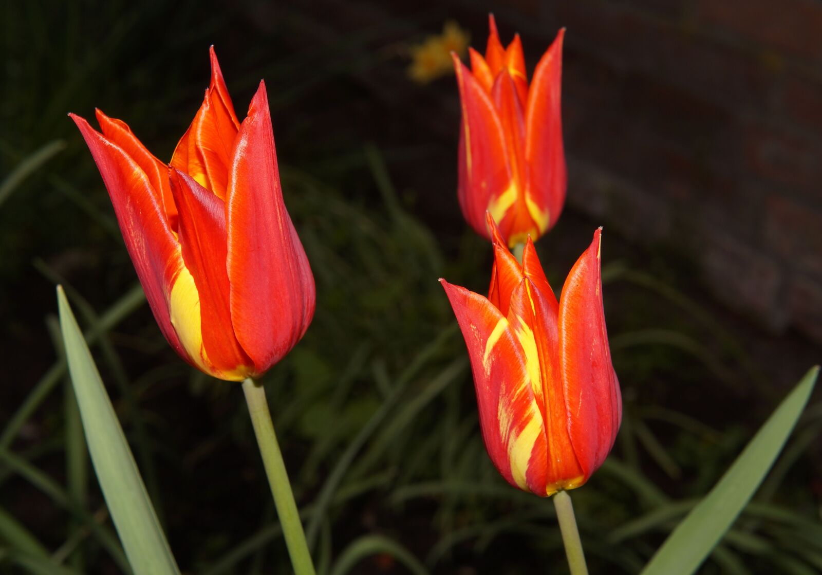 Sony SLT-A58 + Sony DT 35mm F1.8 SAM sample photo. Tulips, lilies, flowers photography