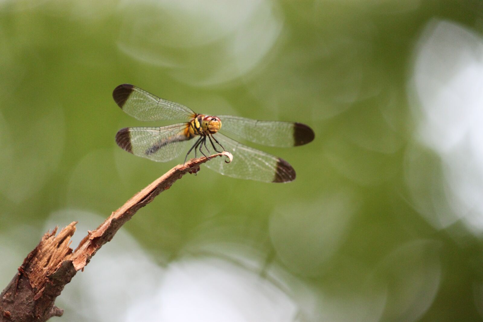 Canon EOS 500D (EOS Rebel T1i / EOS Kiss X3) sample photo. Dragonfly, bug, wings photography