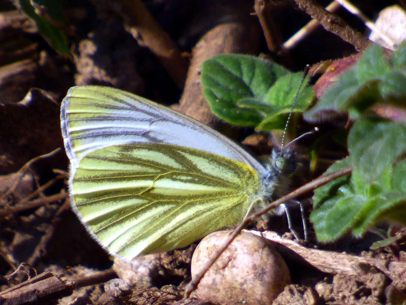 Panasonic DMC-FZ72 sample photo. Butterfly, pebble, grass photography