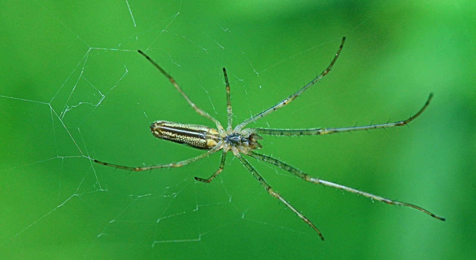 Nikon D5300 sample photo. Nature, insect, bichito photography