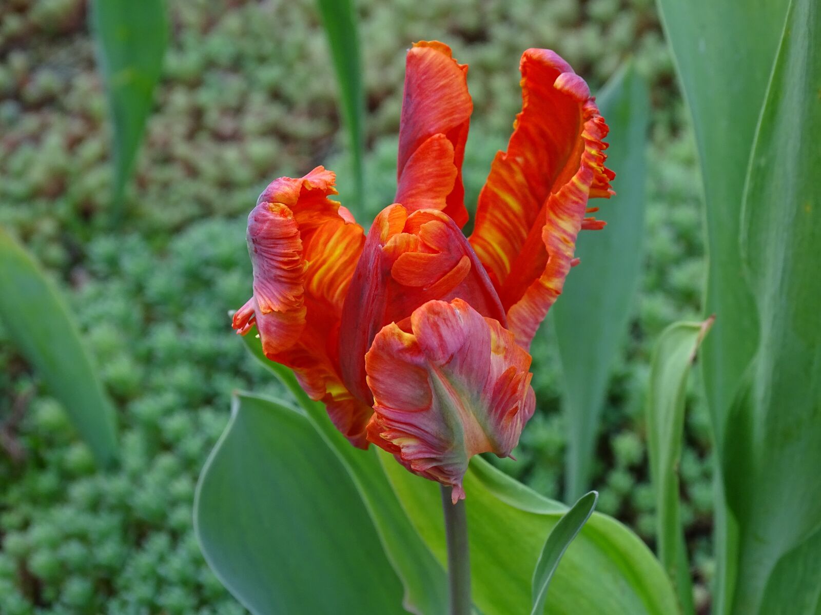 Sony Cyber-shot DSC-HX400V sample photo. Tulip, parrot tulip, orange photography