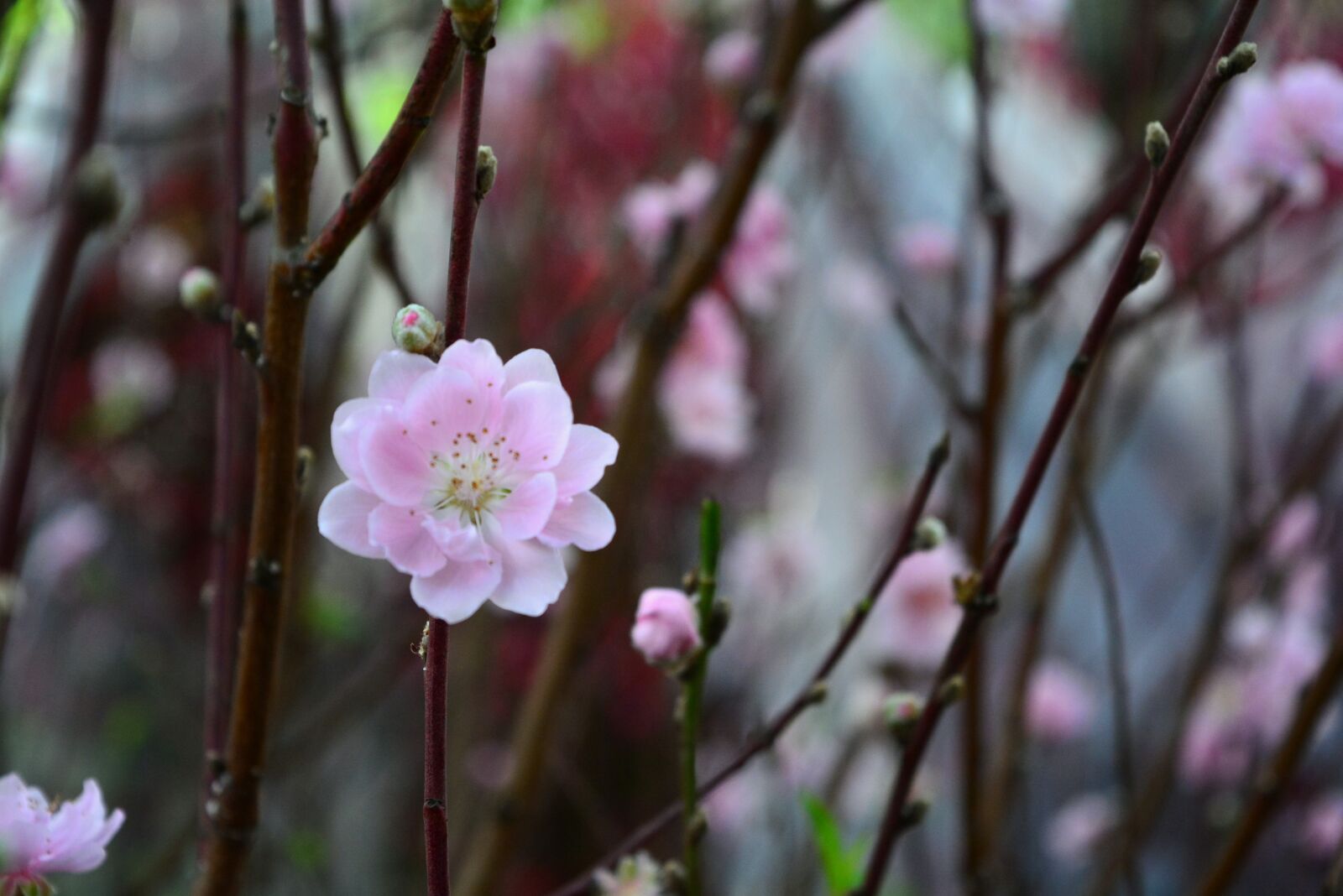 Nikon D5200 sample photo. Flower, petals, buds photography