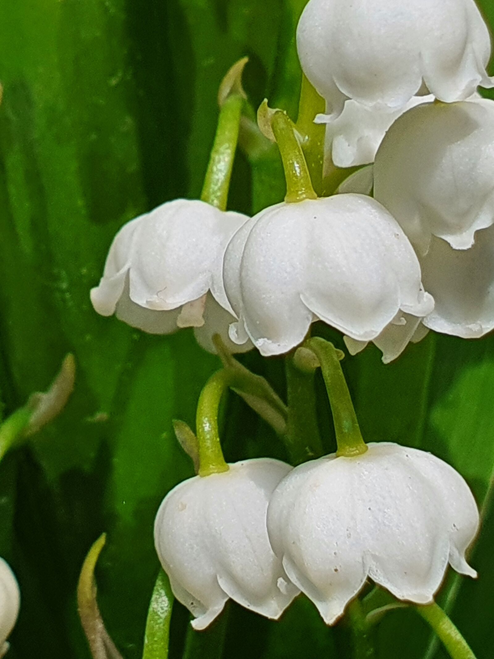 Samsung Galaxy S10+ sample photo. Flowers, lily of the photography