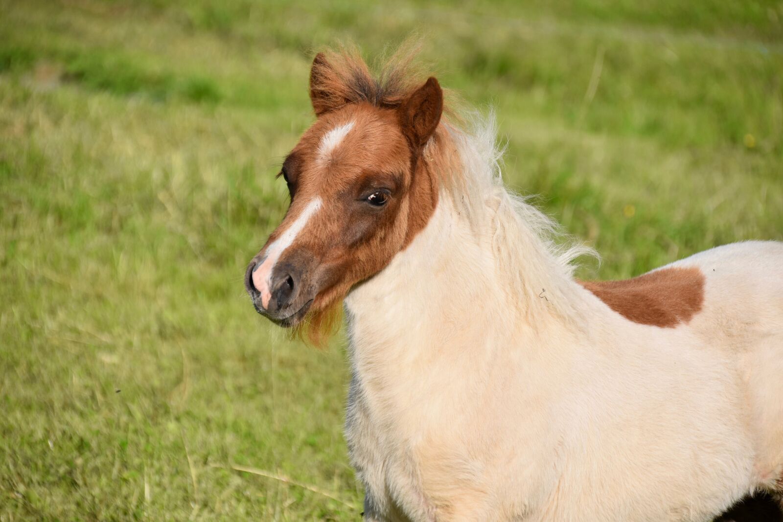 Nikon D5600 sample photo. Pony, shetland pony, small photography