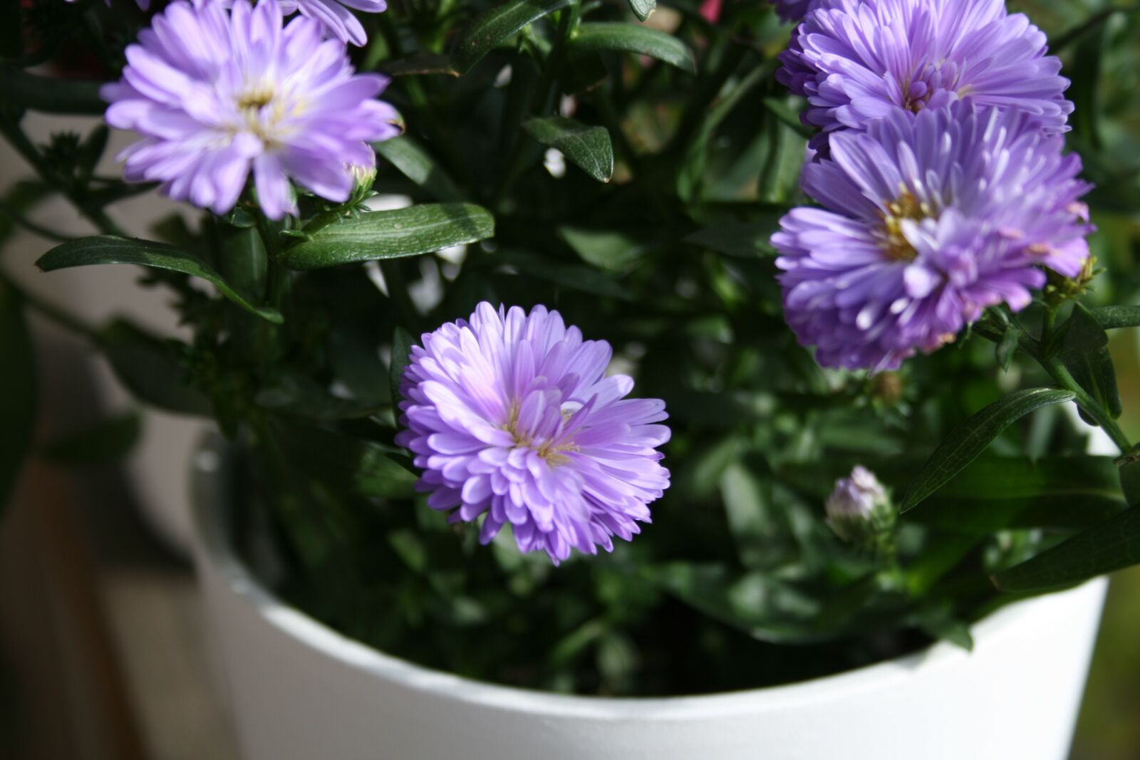 Canon EOS 400D (EOS Digital Rebel XTi / EOS Kiss Digital X) sample photo. Aster, purple, summer photography