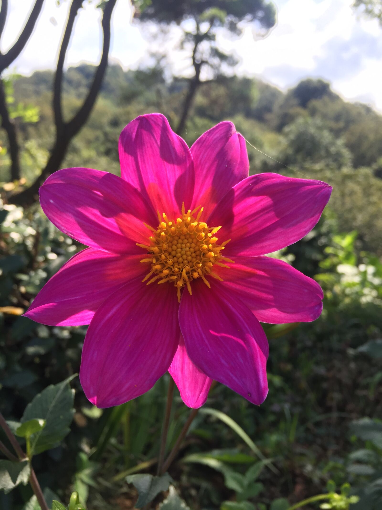 iPhone 6 back camera 4.15mm f/2.2 sample photo. Flower, purple, blossom photography
