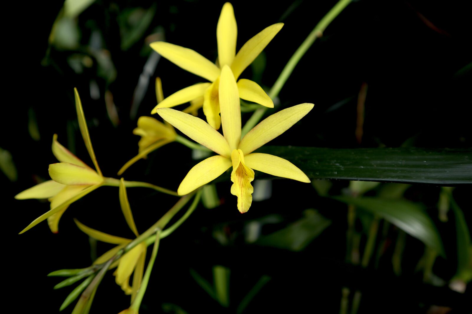 Canon EOS M100 sample photo. Orchid, yellow, exotic photography