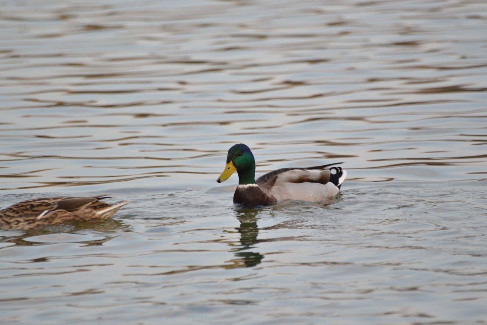 Nikon D3100 sample photo. Duck, lake, animal photography
