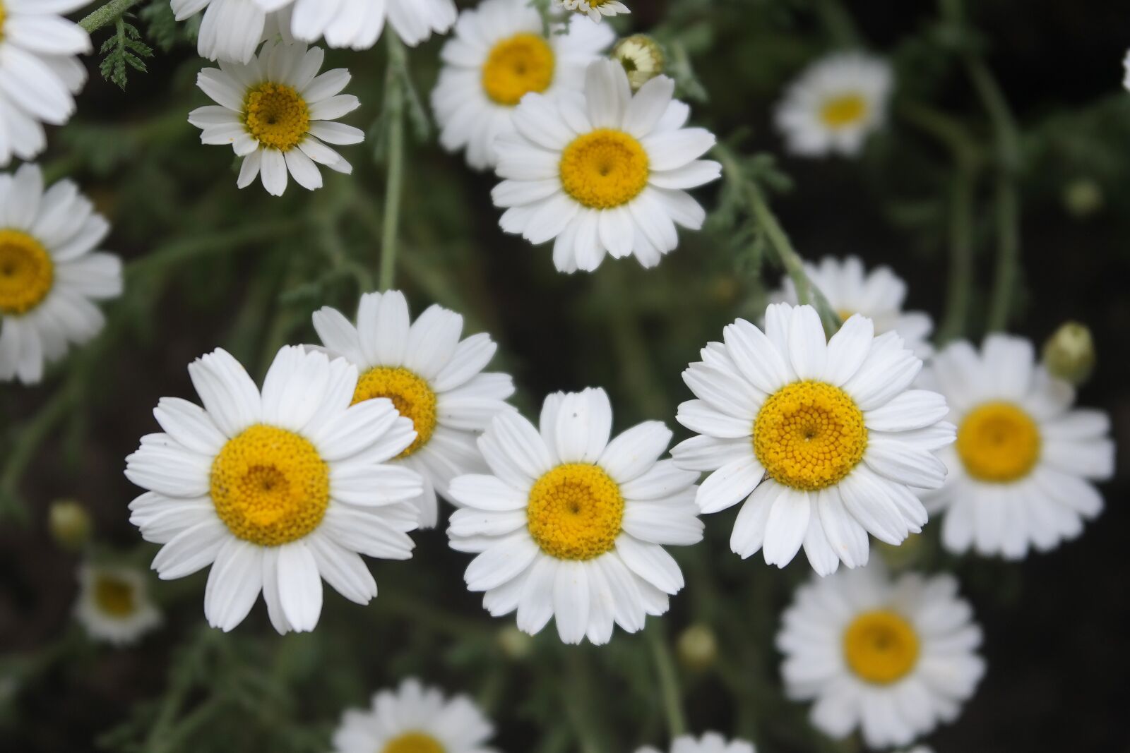 Samsung NX300 sample photo. Daisy, garden, summer photography