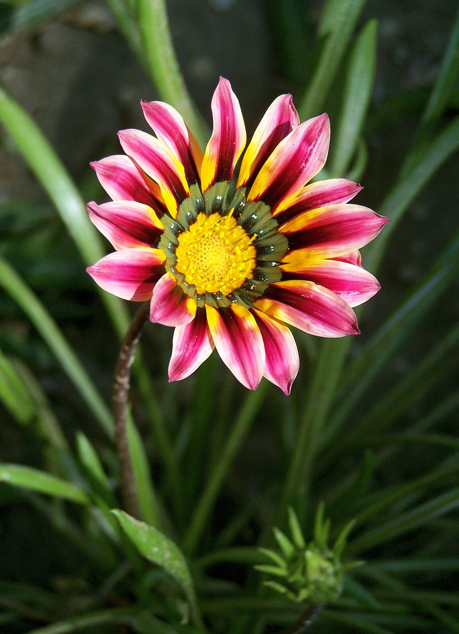 Kodak Z740 ZOOM DIGITAL CAMERA sample photo. Gorgeous rain flower, gaza photography
